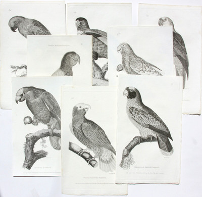 Moses Griffith (1747-1819), sequence of 8 copperplate engravings, parrots, parrots, 1811