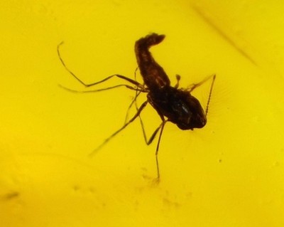   Rare Fossil Male Midge in Natural Dominican Yellow Amber 22mm