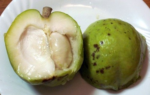 White Sapote Seedss (Casimiroa edulis) Var. White 15+ Seedss