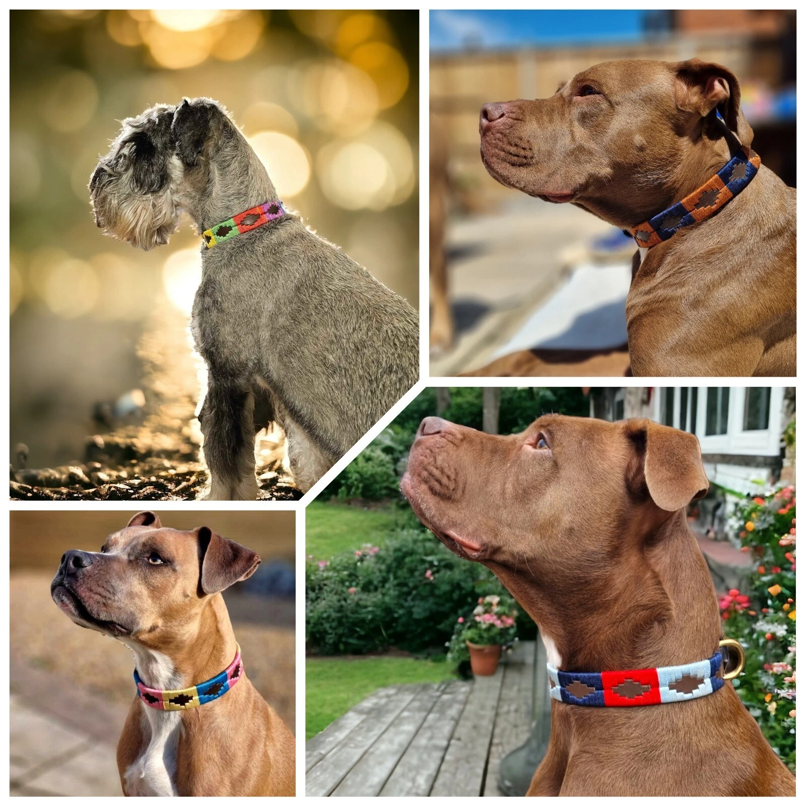 Handmade Polo Embroidered Style 100%Real Leather dog Pet Animal Collar Beagle UK
Opens in a new wind