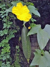 Luffa aegyptiaca | Sponge Gourd Emerald | Egyptian Cucumber | 5 Seeds