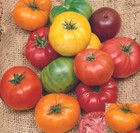 Tomato Mix BEEFSTEAK RAINBOW Heirloom Tomatoes Indeterminate Non GMO 50 Seeds