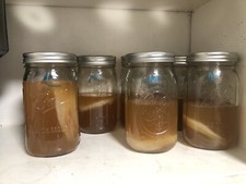 Large And Medium Kombucha Scobies