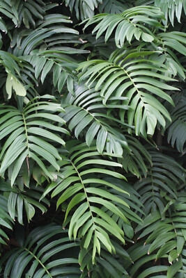 Rhaphidophora decursiva, Creeping Philodendron - 20 Sementes | eBay.de