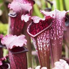 Purple Pitcher Plant Seeds. Sarracenia purpurea.  FREE SHIPPING