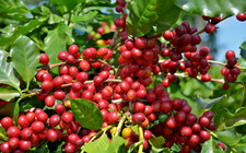 120 SL28 Coffee Seedss Coffea sp. For Planting