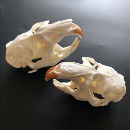 1 pcs animal skull real muskrat skull collection specimen crafts about  8x4cm | eBay