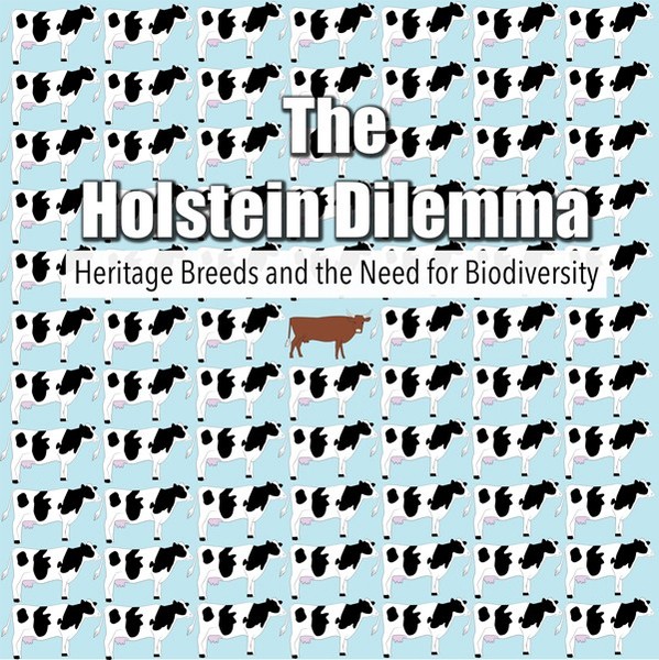Feature Film - Holstein Dilemma - Dvd - G3Z-image