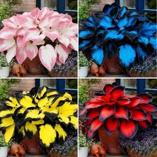 Mixrug Hosta Seeds for Planting, 200 pcs Rare Perennial Flower Mixed