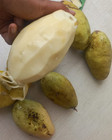 Mangifera caesia – White Mango, Binjai, or Wani — photo 1
