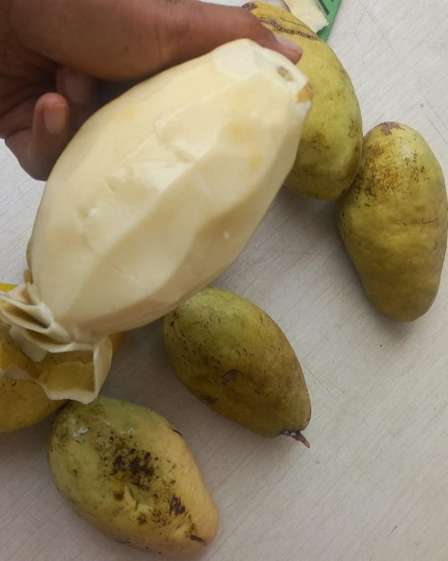 Mangifera caesia – White Mango, Binjai, or Wani