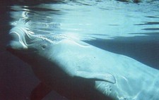 The White Beluga Whale James Bay Canada Vintage Chrome Post Card