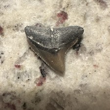 Bull Shark Tooth