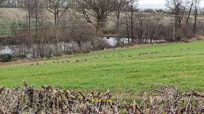 Foto 6x4 Stockenten von Lower Pool (Bromfield) Lady Halton eine Woche nach I s c2022
