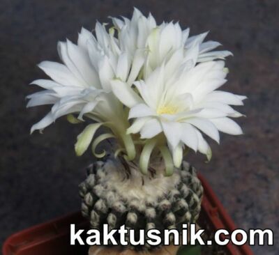 Discocactus horstii    20 seds  harvest 2024