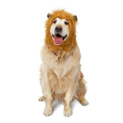 Vibrant Life Halloween Lion Mane Costume for Dogs Medium / Large (20 - 90 lbs)