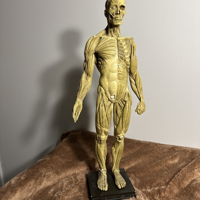 #ad Andrew Cawrse Ver. 1 Human Anatomy Male Original Sculpted amp; Painted 161 of 2000 $399.99