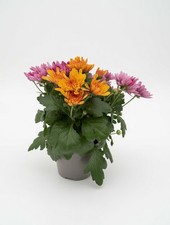 Mixed Chrysanthemum Plant in 12cm Pot – Autumn Bloom |