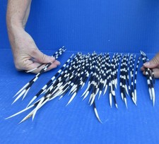 50 piece lot of South African Porcupine Quills 7 to 14 inches #51731
