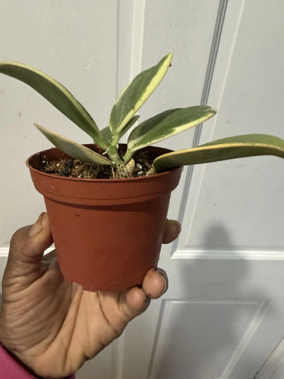 Hoya Pachyclada