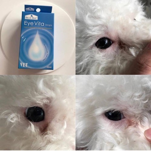 1x 20ml BLUE BAY Eye Vita Drops Cats and Dogs Tears Stain Remover Eye Care Pets - Bild 3 von 5