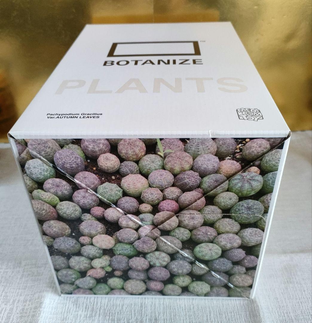 MEDICOM TOY - You-JVCD Pachypodium Gracilius AUTUMN Medicom Toy Botanize Pachypodium Gracilius Autumn Leaves