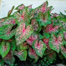 Caladium 'Pink Beauty' Live Bulbs Size #2(2 bulbs) Size #1(1 bulb / Large)