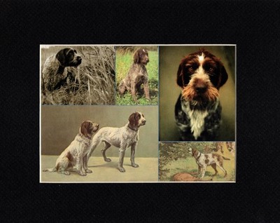 Wirehaired Pointing Griffon - CUSTOM MATTED Dog Art Print - Colorful Collage