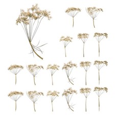 18Pcs Lace Natural Real Pressed Dried Flower for Art Craft DIY White