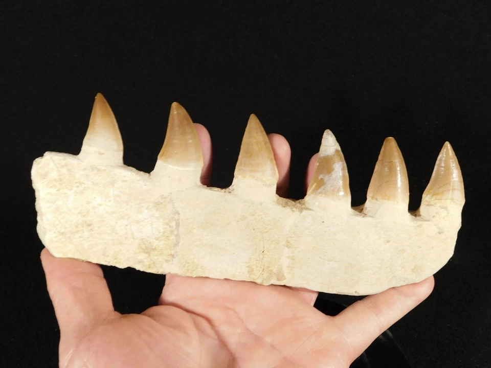 LONG! Mosasaurus Bone Fossil with SIX! TOOTH Fossils Morocco 273gr - Image 4 of 4