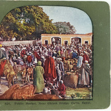 Cairo Egypt Public Market Stereoview c1905 Egyptian Camels Cows Street D1071