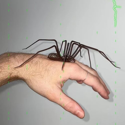 3D- Realistic Spider-Fridge Magnets Decor Strong Fridge Magnets Lifelike-Design. - Picture 13 of 18