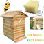thumbnail 1  - Upgraded Wood Beehive Brood Box Bee House 7PCS Auto Run Bee Comb Hive Frames