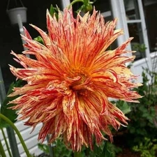 1 - REIJMANS FIRECRACKER Cactus Dahlia Bulb Tuber Clump  * FUN & FABULOUS