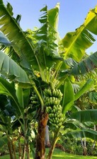 Live Banana Tree Bulb Williams Hybrid Full Size Giant Cavendish