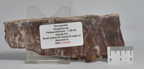 STROMATOLITE Gongylina sp. Paleoproterozoic,Utsingi Fm, CANADA, (S1148) - Foto 2 di 3