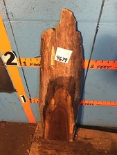 # 9679   2 1/4" THICK KILN DRIED black walnut Live Edge Slab lumber 