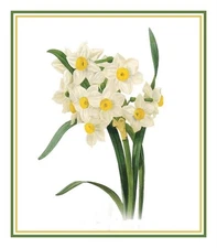 Redoute Flower Narcissus  Botanical Illustration Counted Cross Stitch Pattern