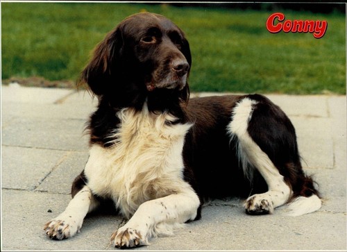 Tiere AK Postkarte - Conny - Hund, Kleiner Münsterländer, leichter Knick/Verfor.