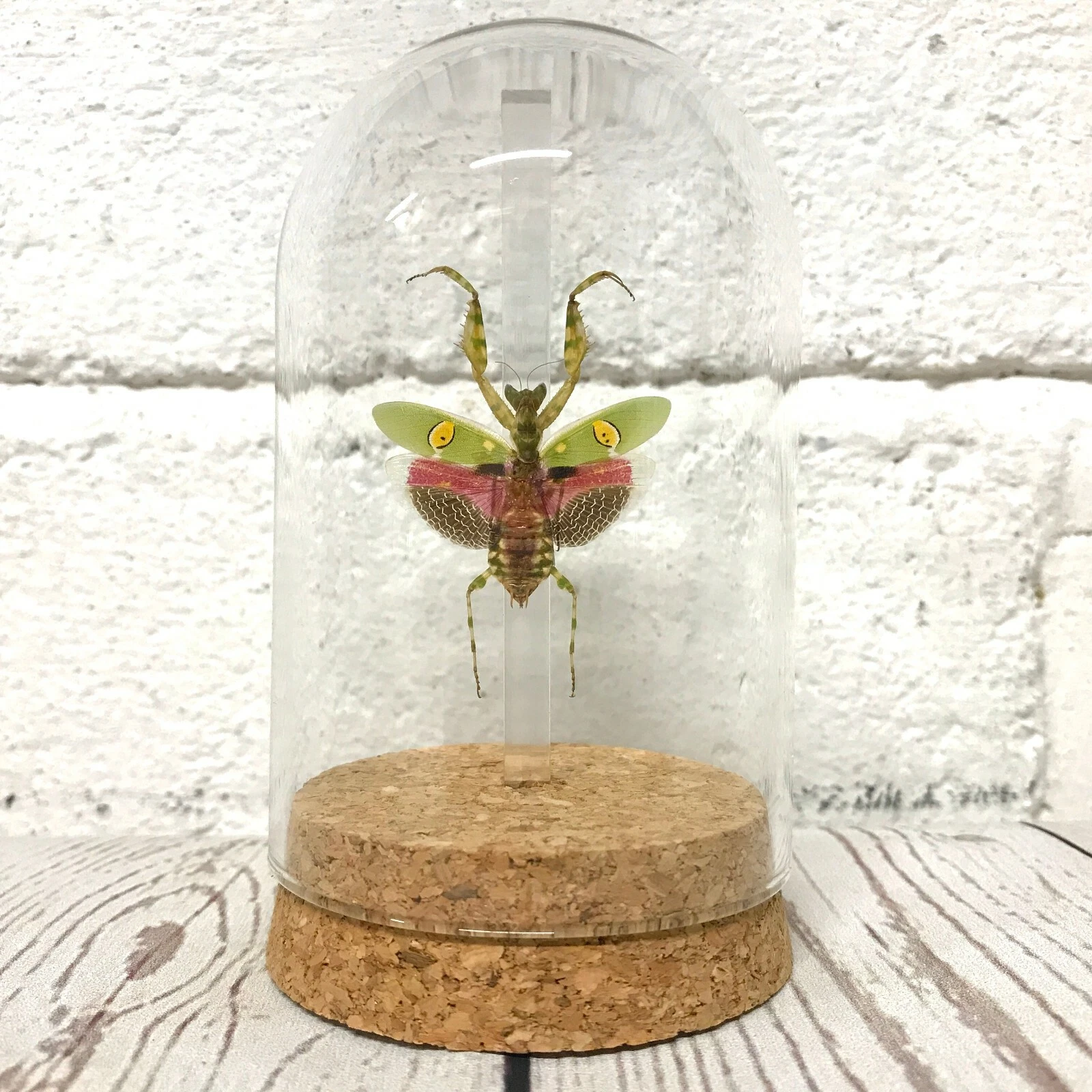 Jewelled Flower Mantis (Creobroter gemmatus) Female Glass Bell Dome Display Jar
Opens in a new windo
