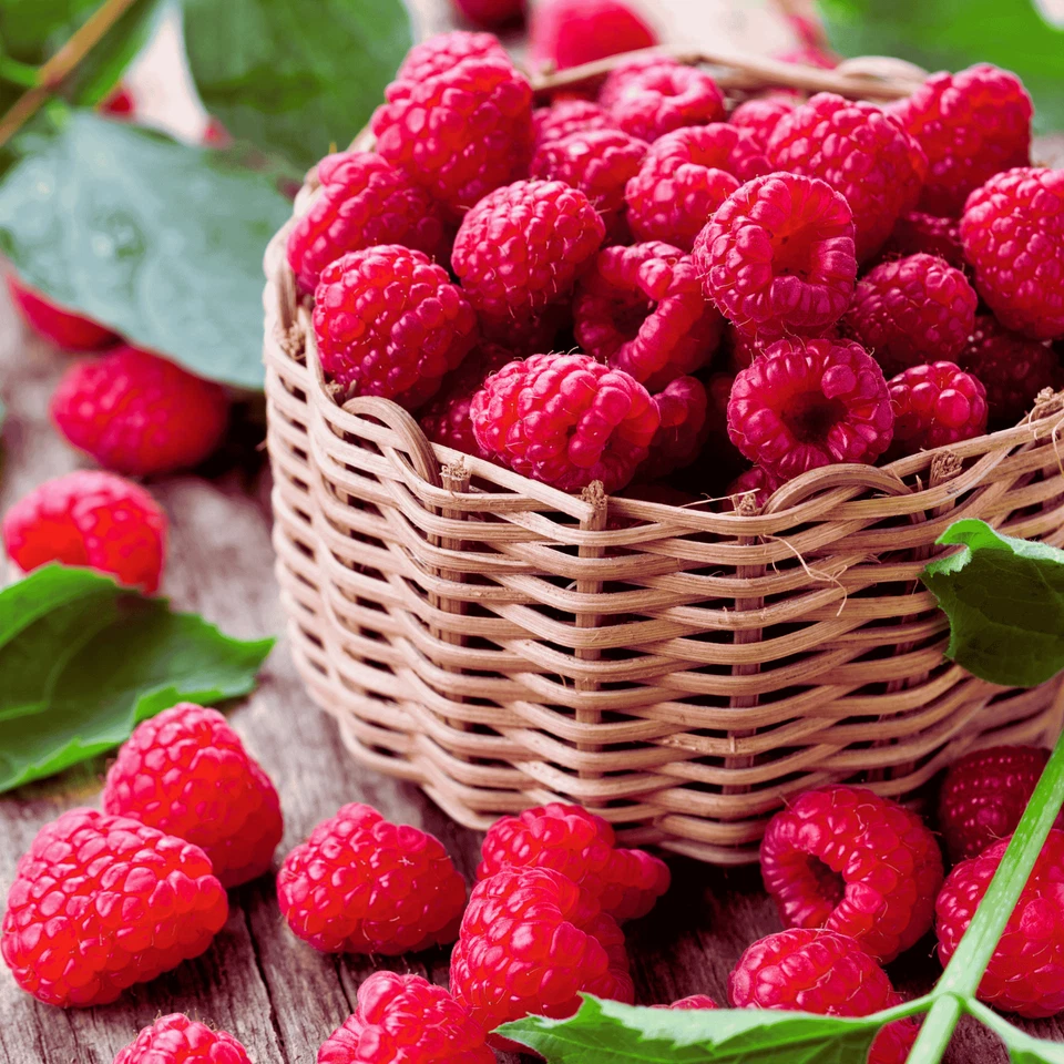 Hand Picked Nursery Prelude Raspberry Canes – Bare Root Canes, 1-Year-Old - Image 3 of 4