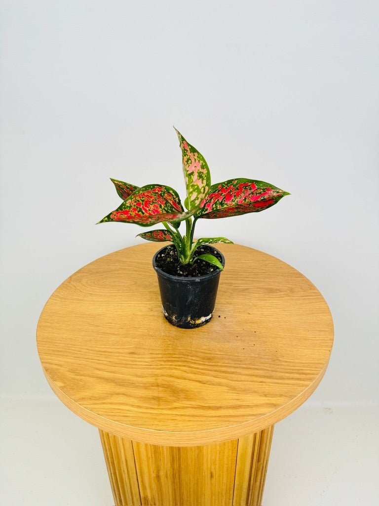 Picture 6 of 6