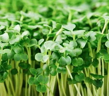 250+ Organic Broccoli MICROGREEN Seeds | Heirloom | Non-GMO | Seed for Sprouting