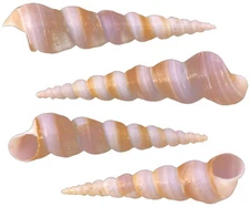 50 Purple Turretella Shells (2-3") Seashells for Crafts and Coastal Decor