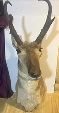Vintage 36” Tall Wall Mount Pronghorn Taxidermy