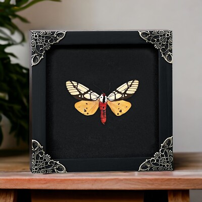 Real Butterfly Taxidermy Framed Insect Specimen Spooky Gothic Decor Oddities Box