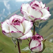 Two-Tone White and Purple Rose Seeds – 20 Seeds – Non-GMO Heirloom Variety