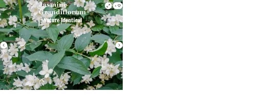 JASMINE GRANDIFLORUM (Please read the Item description before purchasing )