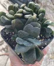 Haworthia maughanii x truncata Grown In 3.5" Pot HUGE! Lots of pups!