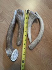 Large Whole Elk Antler Dog Chew - Ct 1, Large Dogs -Montana Made